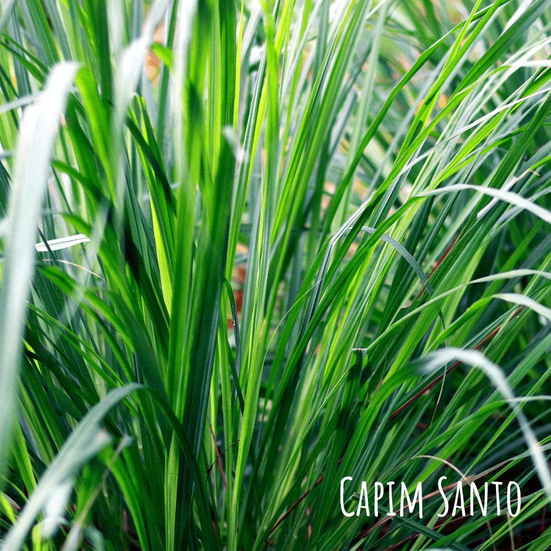 Campim Santo Rapé Hapé
