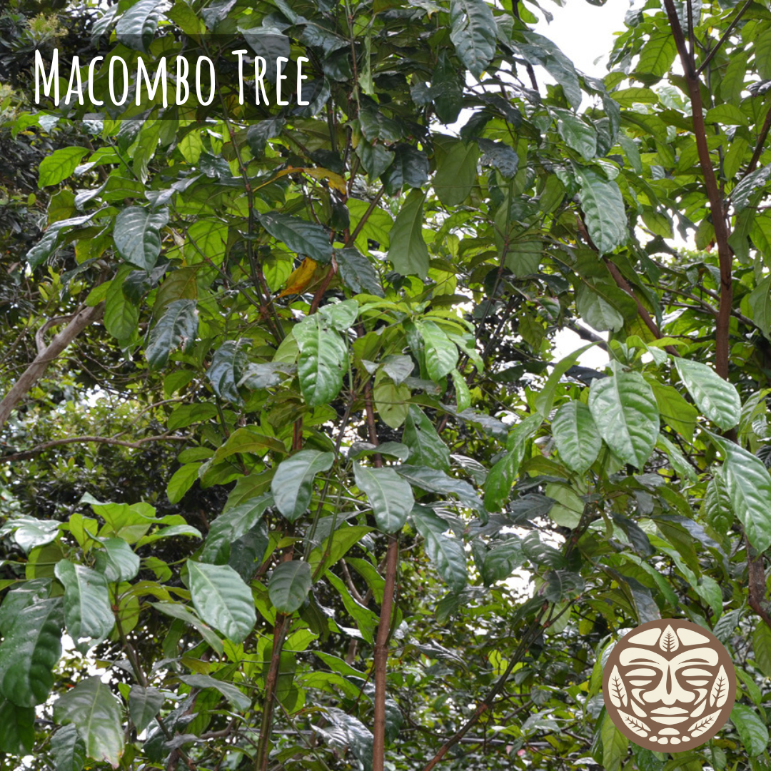 Mocombo Tree