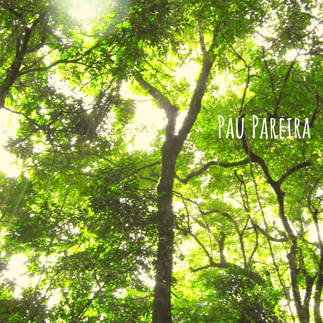 Pau Pereira Tree