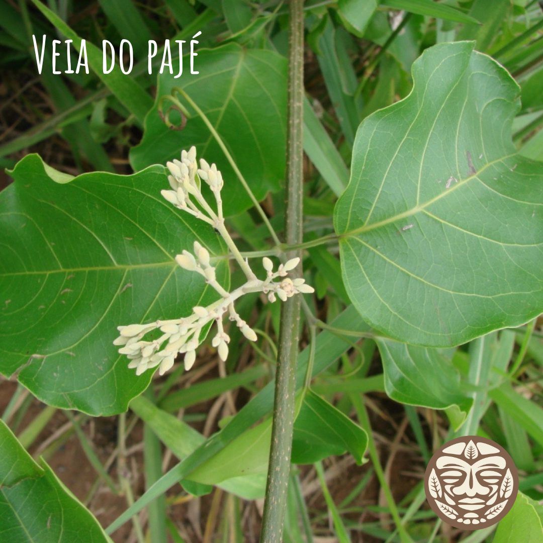 Veia do Pajé Plant