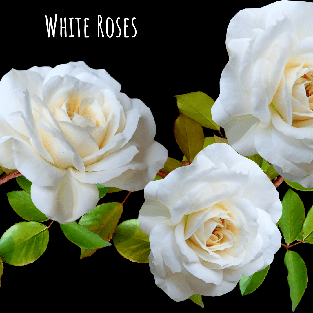 White Roses