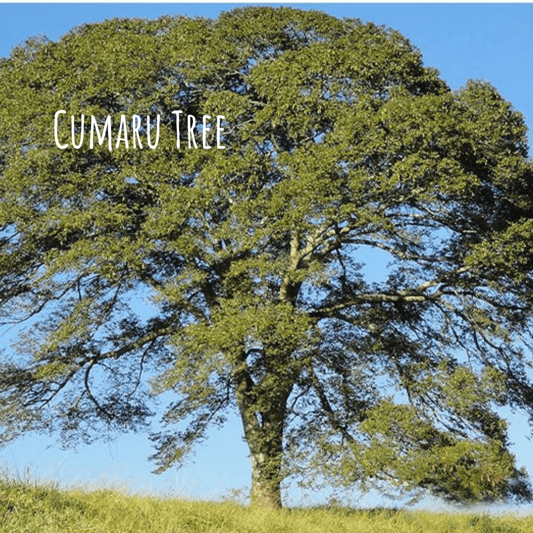 Cumaru Tree