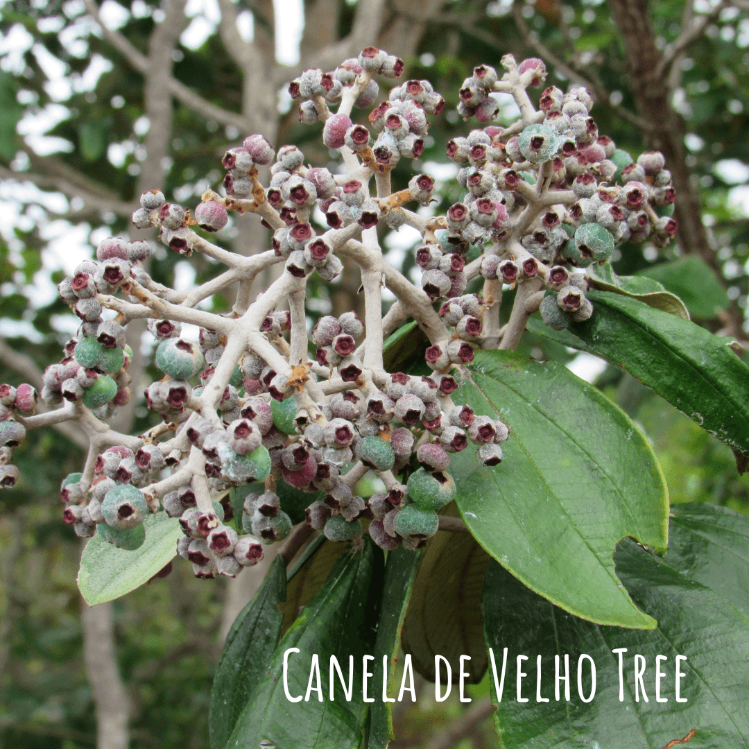 Canela de Velho Tree