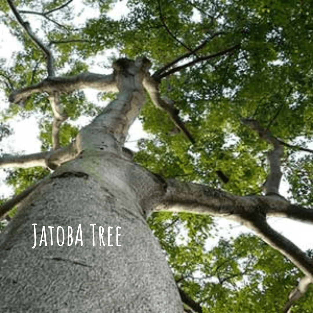 Jatoba Tree