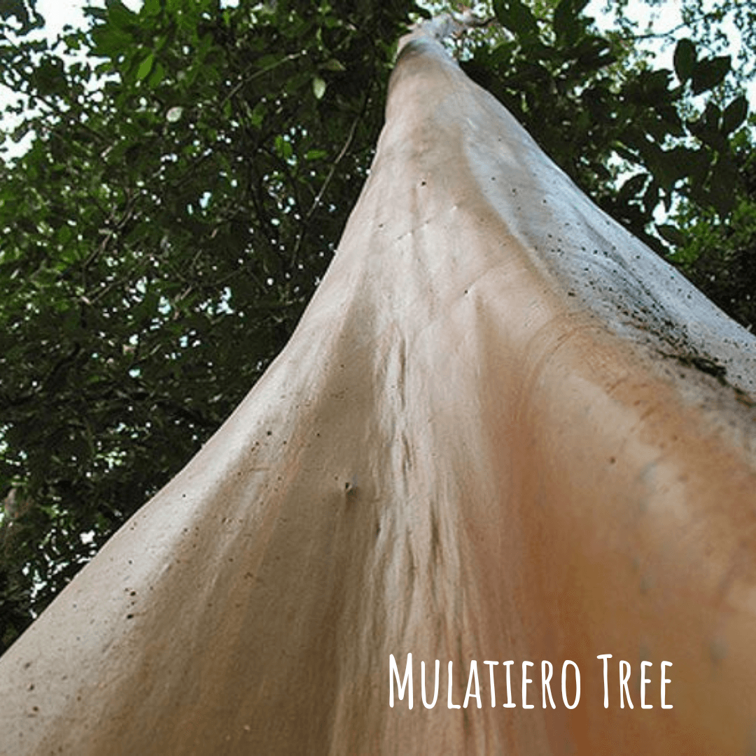 Mulatiero Tree