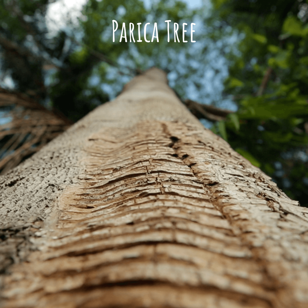 Parica Tree