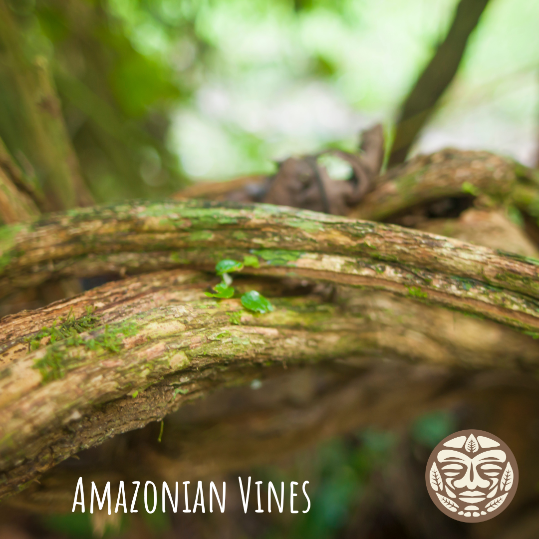 Amazonian Vine