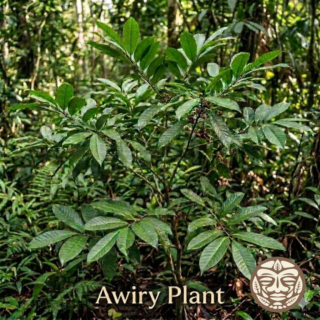 Awiry Plant