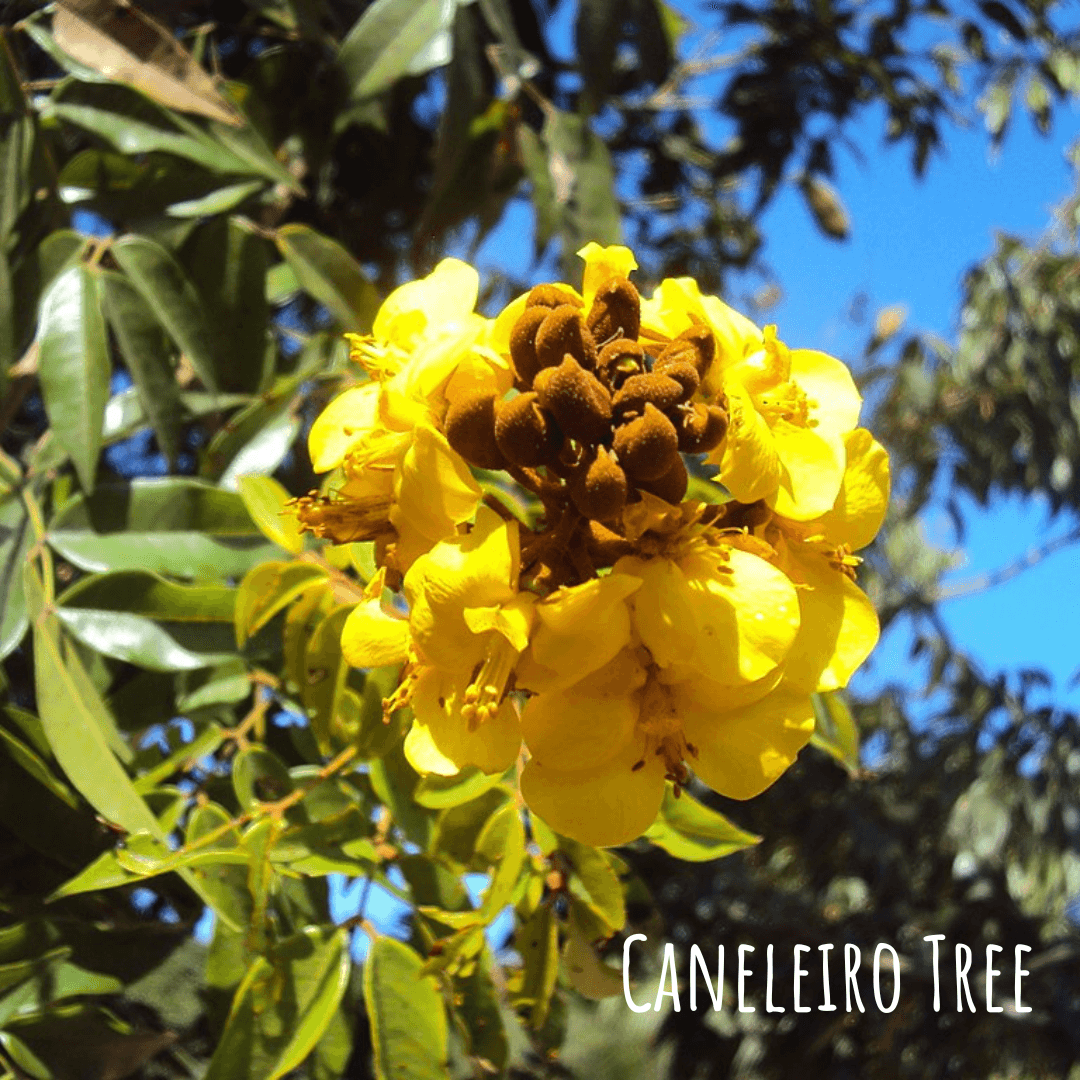 Caneleiro Tree