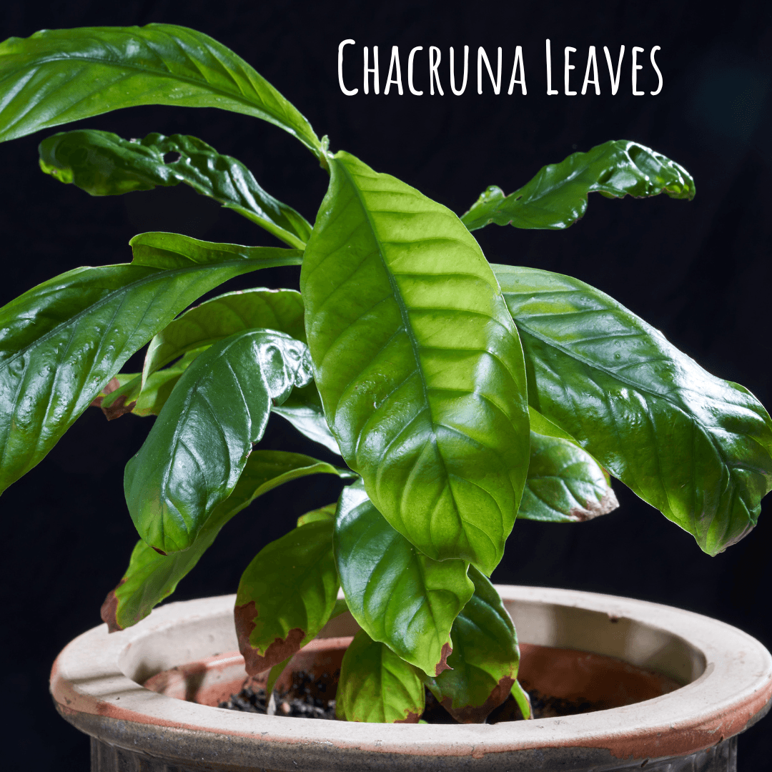 Chacruna Leaves