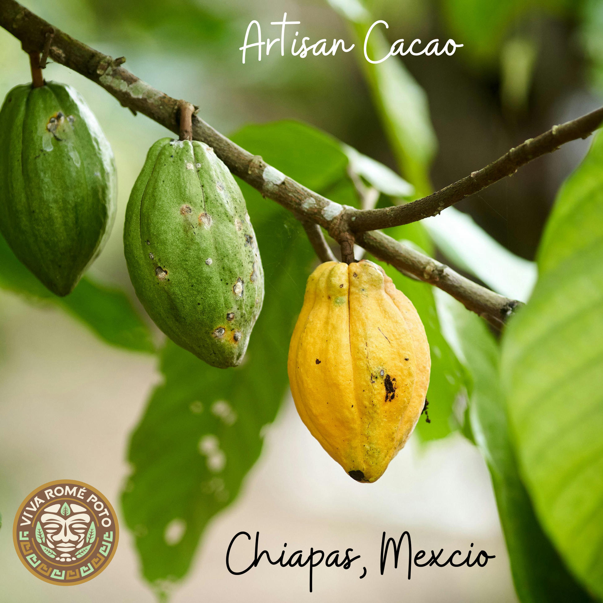 Cocoa fruits on a branch with 'Artisan Cacao' branding and 'Chiapas, Mexico' text.
