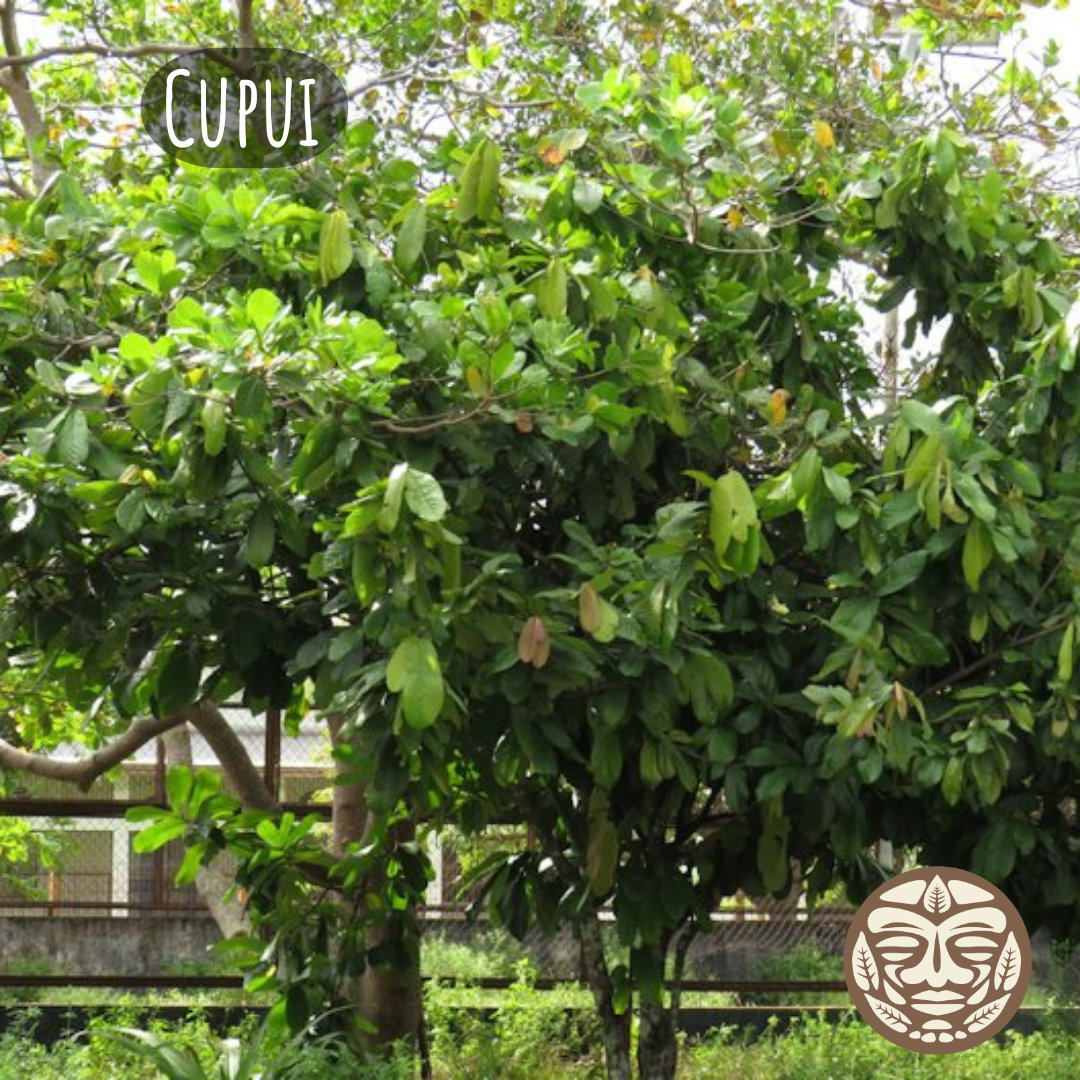 Cupui Tree