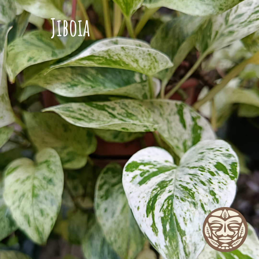 Jiboia Leaves