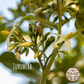 Shaman's Vien Blend