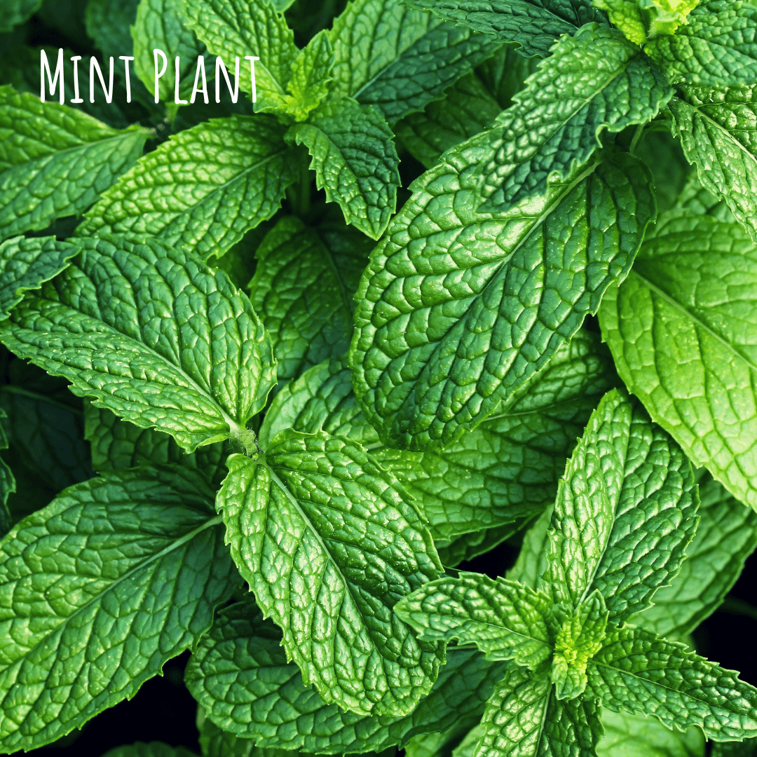 Mint Plant