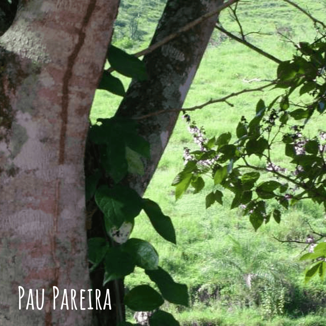 Pau Pereira Tree