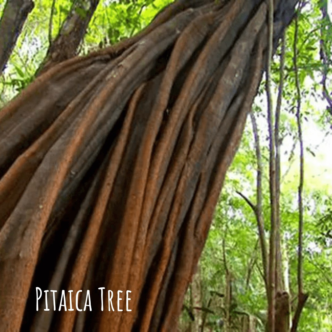 Pitaica Tree