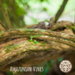Sacred Vine Of Peru