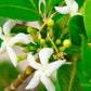 Sananga Plant