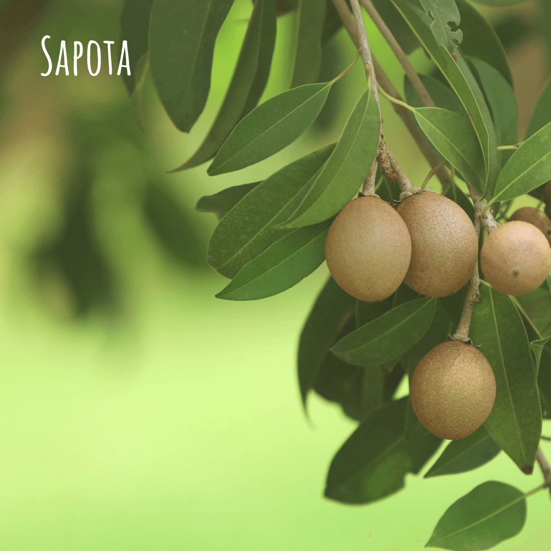 Sapota Tree