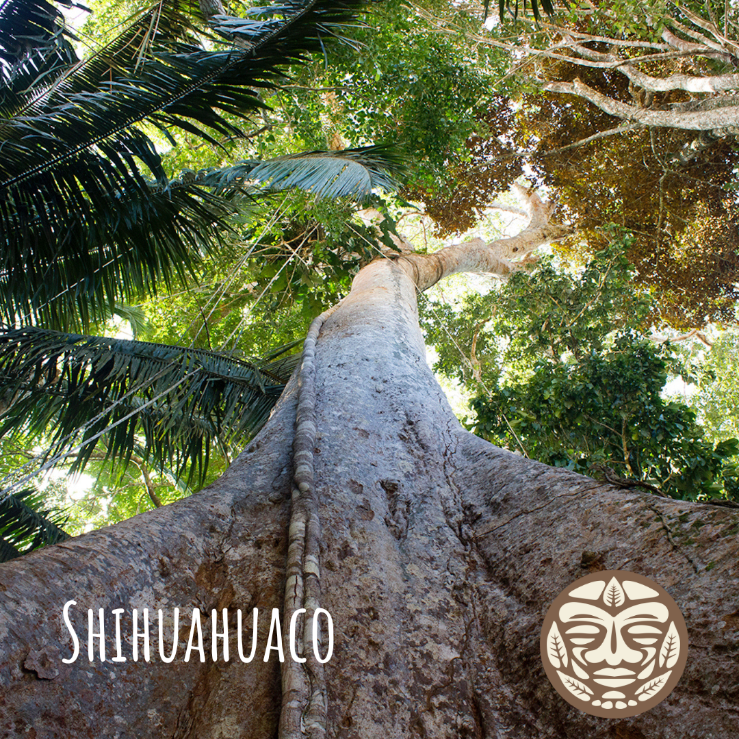 Shihuanhuaco Tree