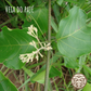 Veia do Pajé Plant