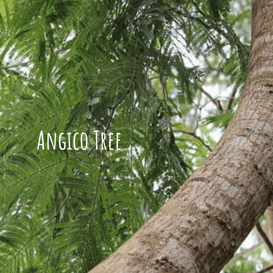 Angico  Tree