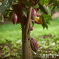 Cacao Tree
