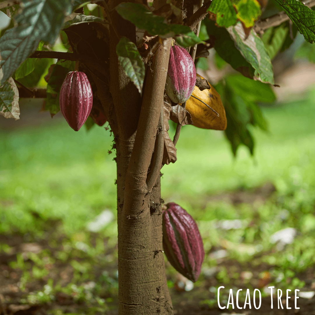 Cacao Tree