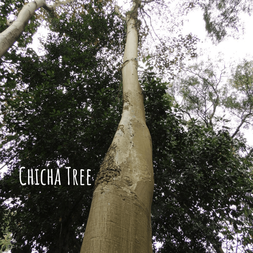 Chicha  Tree