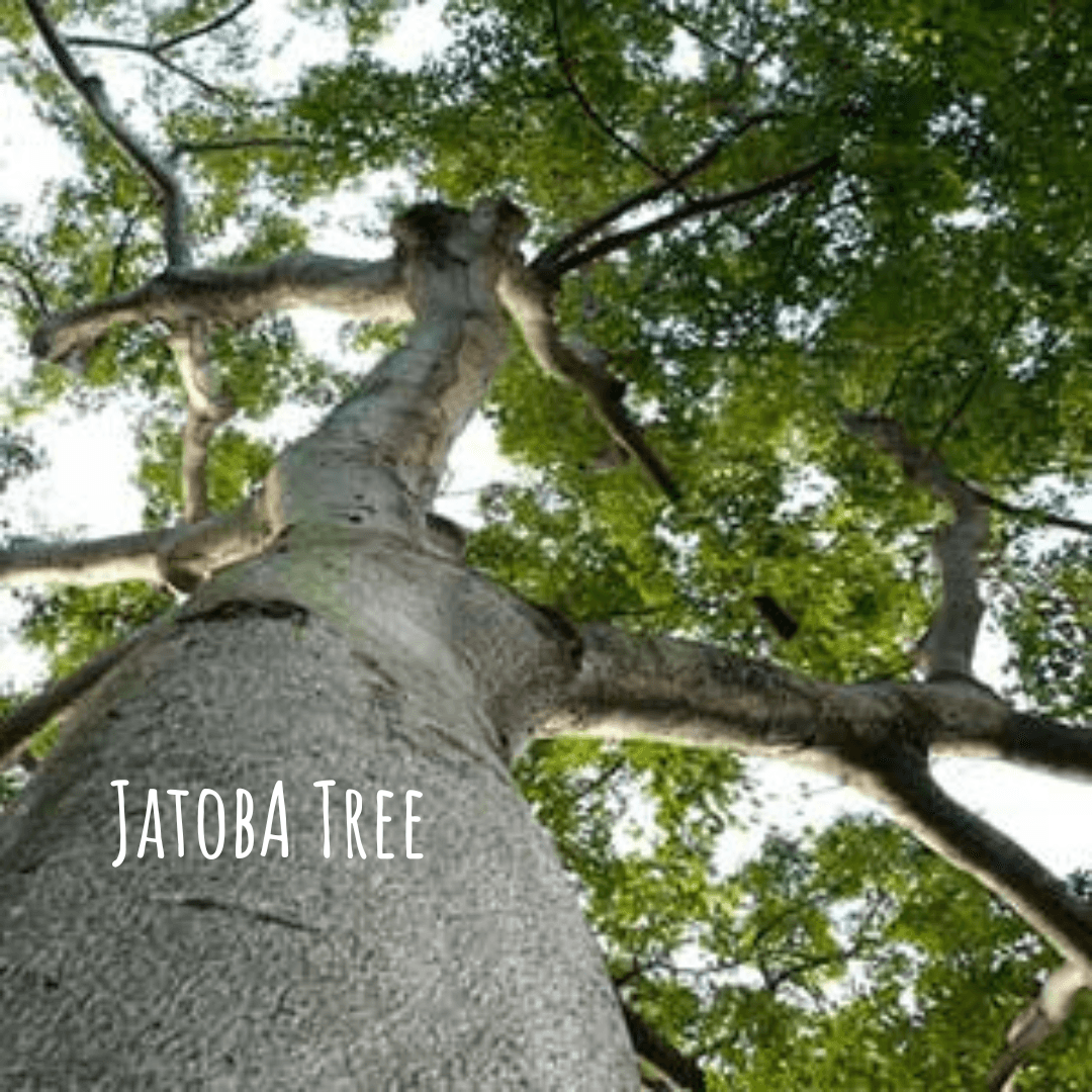 Jatoba Sacred Amazon Tree