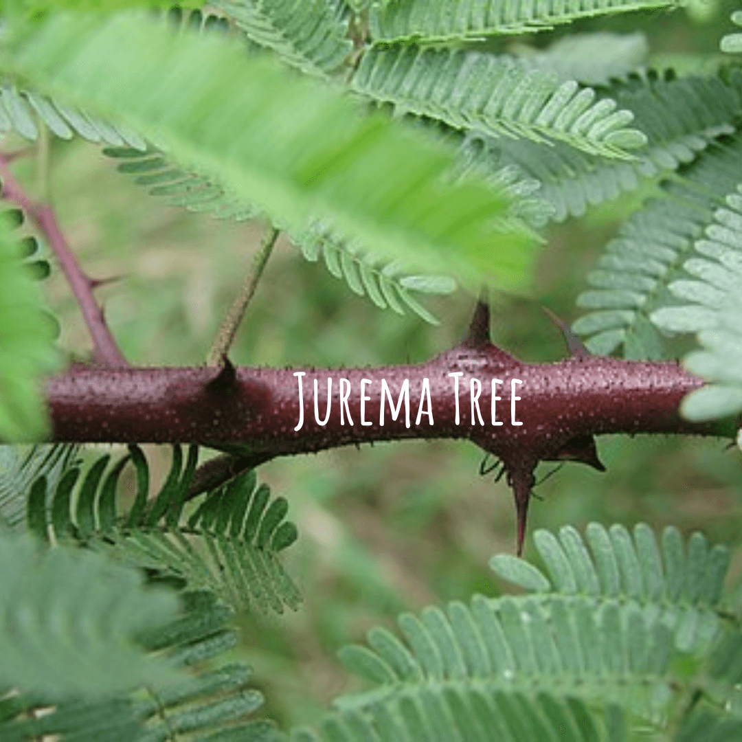 Jurema Tree