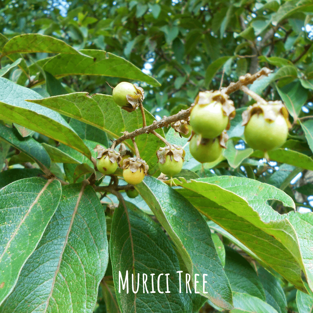 Murici Tree