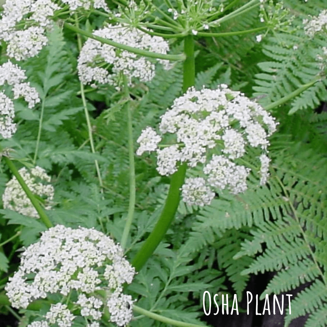 osha plant
