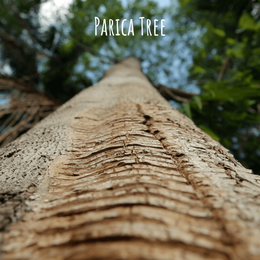 Parica Sacred Amazon Tree