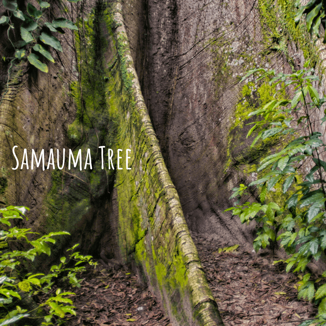 Samauma Tree