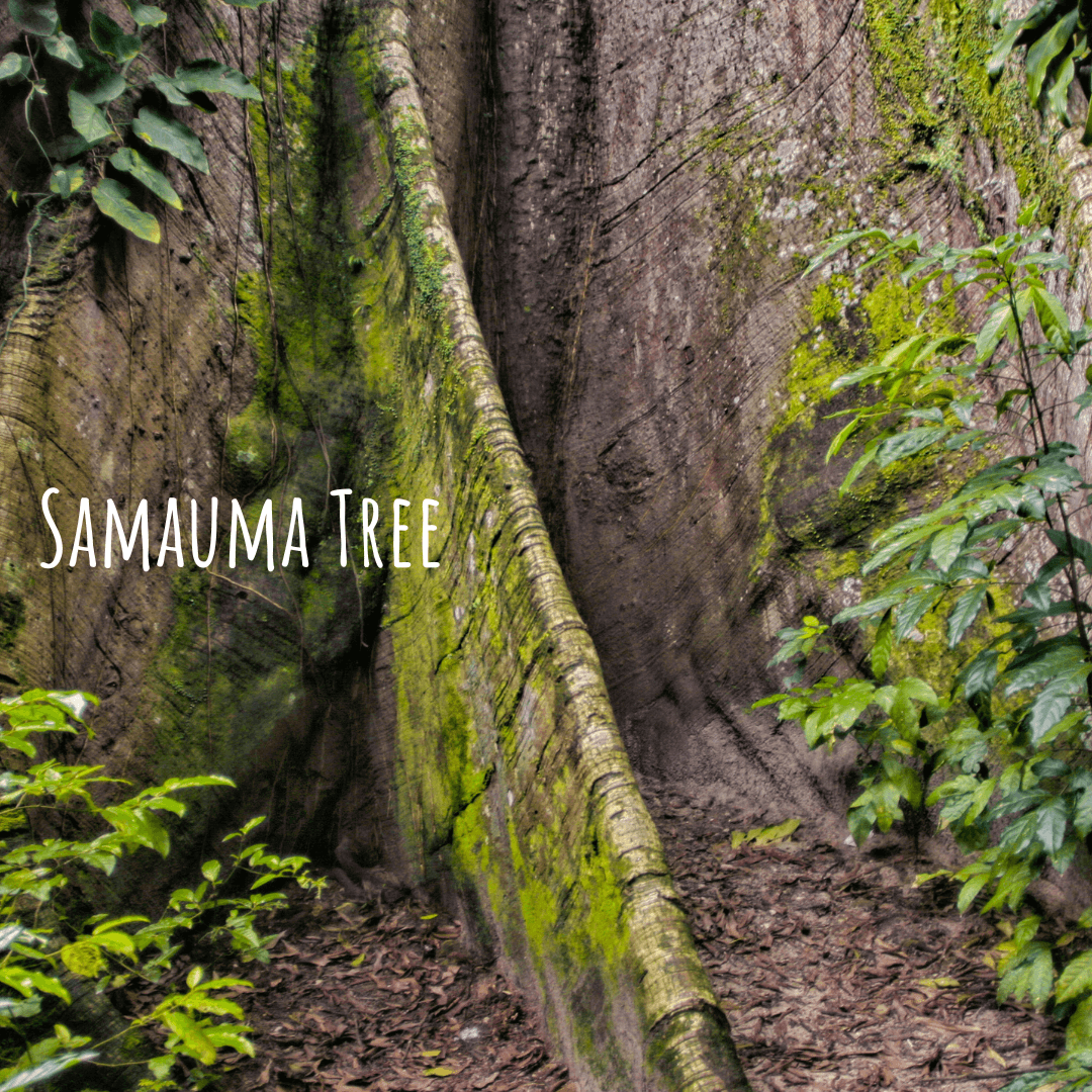 Samauma Sacred Amazon Tree