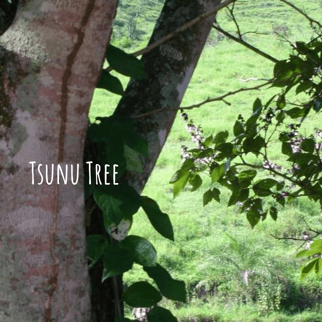 Tsunu Tree