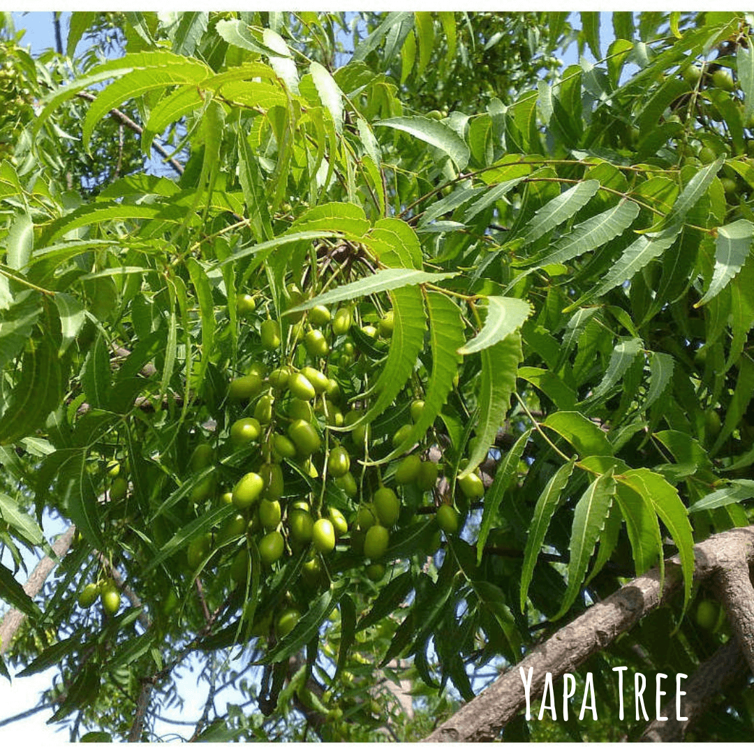 Yapa Amazon Tree